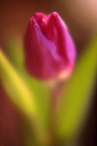 pink_tulip_closeup.jpg