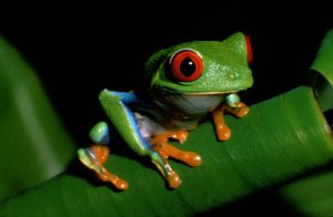 red-eyed-treefrog.jpg