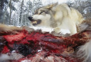 wolf.jpg